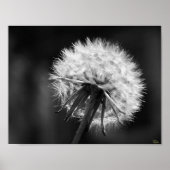 Poster Dandelion (Devant)