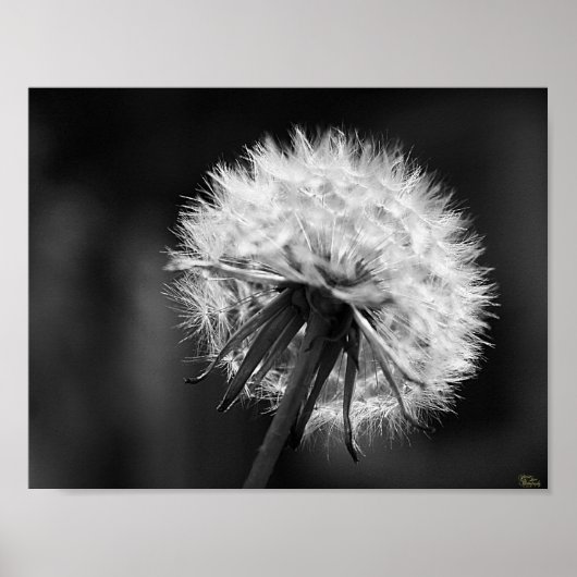 Poster Dandelion (Devant)