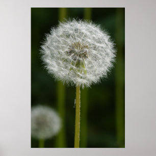 Poster Dandelion