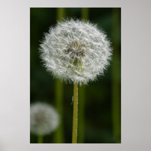 Poster Dandelion (Devant)