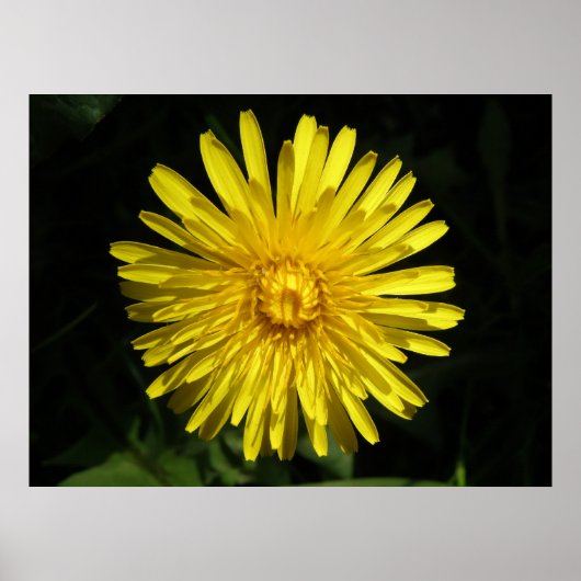 Poster Dandelion (Devant)