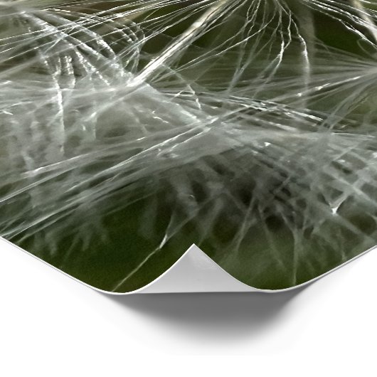 Poster Dandelion (Coin)