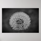 Poster Dandelion, (Devant)