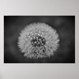 Poster Dandelion,