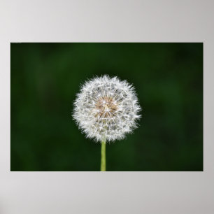 Poster Dandelion,