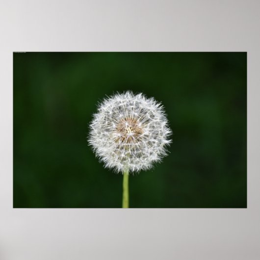 Poster Dandelion, (Devant)