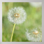 Poster Dandelion (Devant)