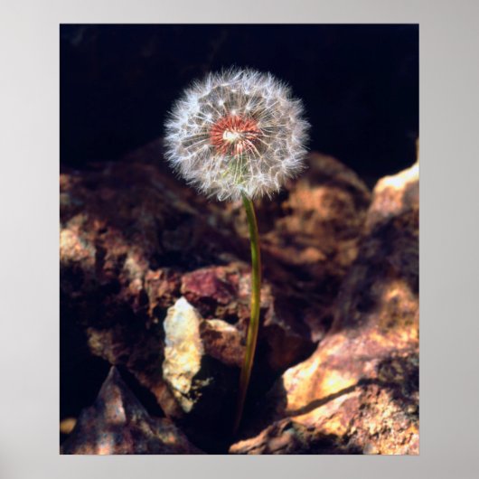 Poster Dandelion (Devant)