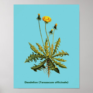 Poster Dandelion