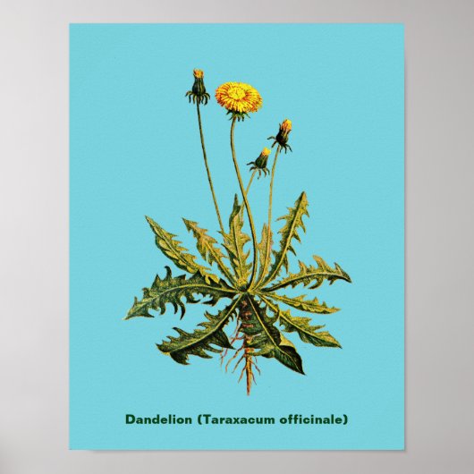 Poster Dandelion (Devant)