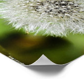 Poster Dandelion, (Coin)