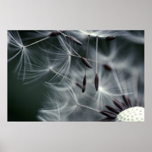 Poster Dandelion