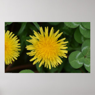 Poster Dandelion,