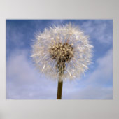 Poster Dandelion (Devant)