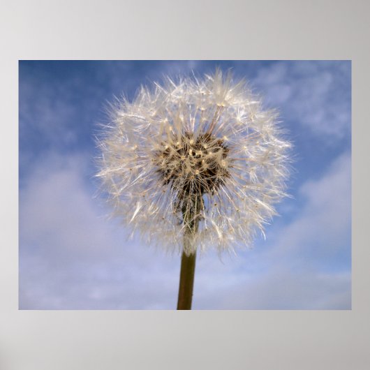 Poster Dandelion (Devant)