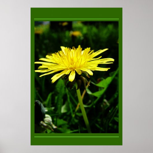 Poster Dandelion (Devant)