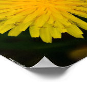 Poster Dandelion, (Coin)