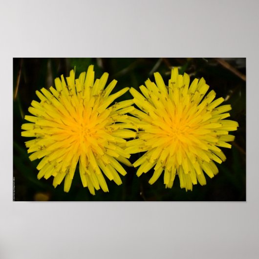 Poster Dandelion, (Devant)