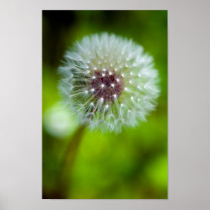 Poster Dandelion