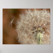 Poster Dandelion (Devant)
