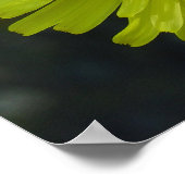 Poster - Dandelion (Coin)