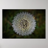 Poster Dandelion, (Devant)