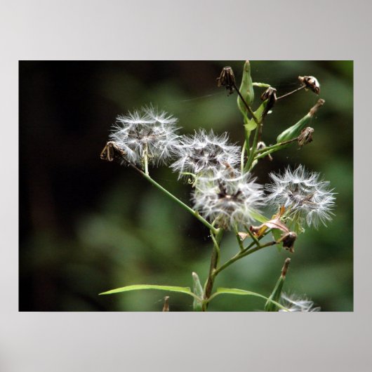 Poster Dandelion (Devant)