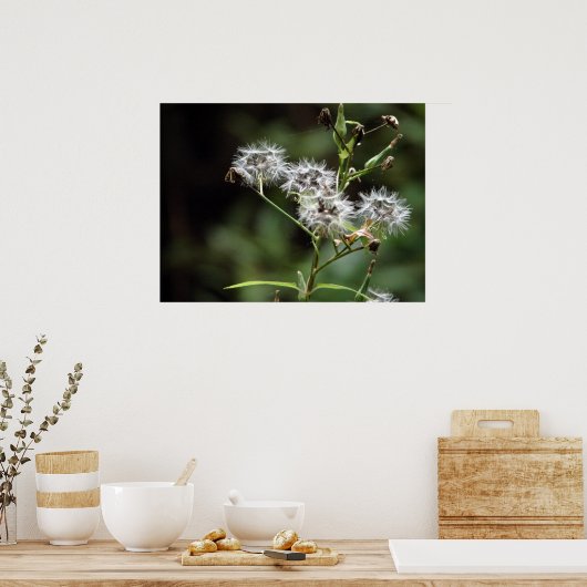 Poster Dandelion (Cuisine)