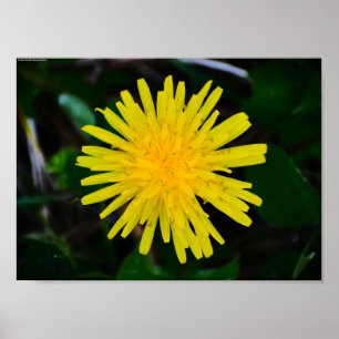 Poster Dandelion,