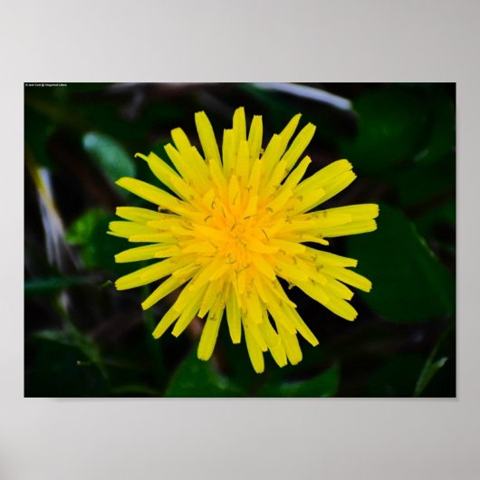 Poster Dandelion, (Devant)