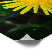 Poster Dandelion, (Coin)