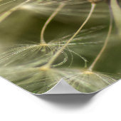 Poster Dandelion (Coin)