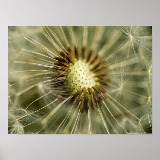 Poster Dandelion (Devant)