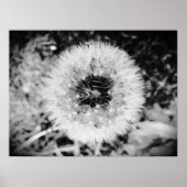 Poster Dandelion, (Devant)