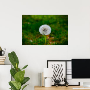 Poster Dandelion,