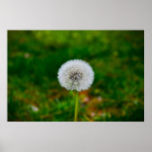 Poster Dandelion, (Devant)