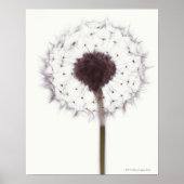 Poster Dandelion (Devant)