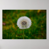 Poster Dandelion, (Devant)