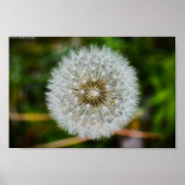 Poster Dandelion, (Devant)