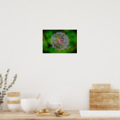 Poster Dandelion, (Cuisine)