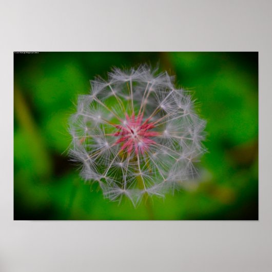 Poster Dandelion, (Devant)