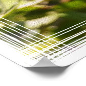 Poster Dandelion au soleil (Coin)