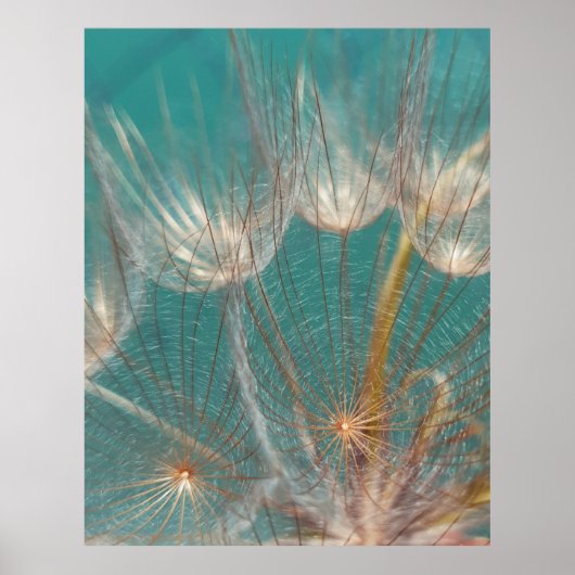 Poster Dandelion blanc en gros plan photographie (Devant)