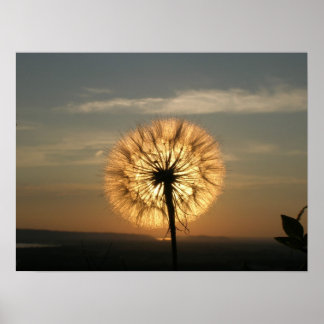 Poster Dandelion brillant