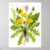 Poster Dandelion commun — Sue Abonyi (Devant)