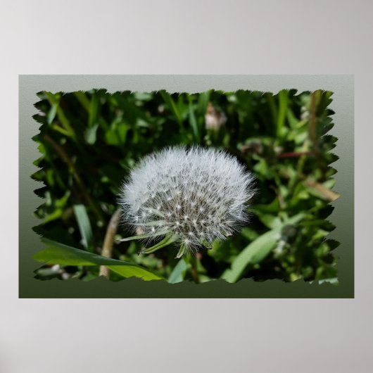 Poster Dandelion dans l'herbe (Devant)