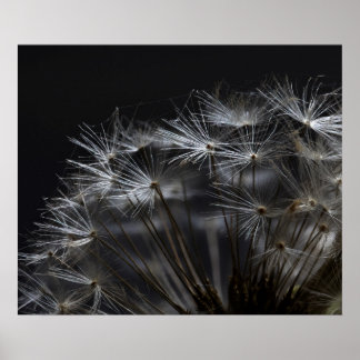 Poster Dandelion en noir