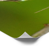 Poster Dandelion Et Droplets D'Eau (Coin)