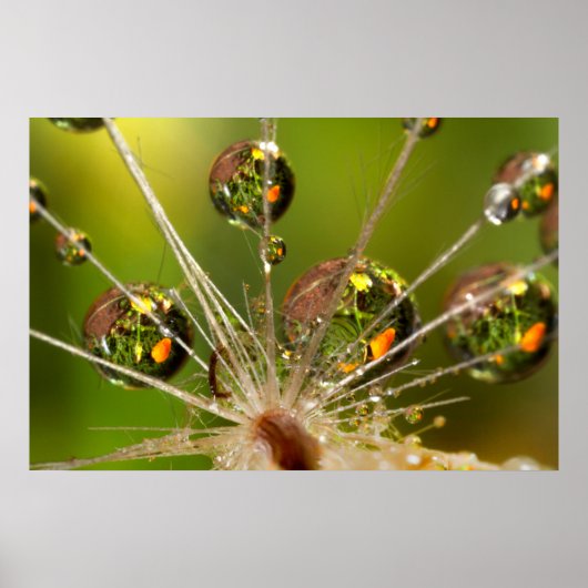 Poster Dandelion Et Droplets D'Eau (Devant)