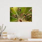 Poster Dandelion Et Droplets D'Eau (Cuisine)